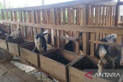 DPPP Bangka Selatan pastikan stok hewan kurban cukup untuk kebutuhan Idul Adha