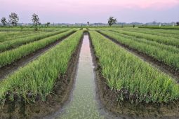 Kementan jaga pasokan bawang merah jelang Idul Adha 1447 H