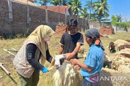 Pemkab Serang bakal potong 1.000 domba kurban untuk 22.500 penerima