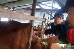 Stok hewan kurban di Belitung: Sapi 457 ekor, kambing 1.073 ekor