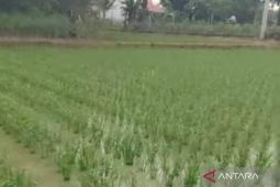 Pusat bantu dana tingkatkan saluran tersier di Mukomuko