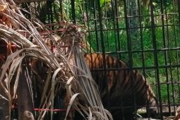 Harimau Sumatra di Agam masuk kandang jebak BKSDA Sumbar pada Jumat dini hari