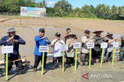 BRMP Kalsel dan DKPPP Tabalong tanam perdana PM-AAS di  Desa Jaro