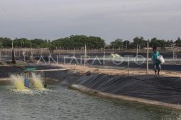Pemkab Lebak kembangkan udang vaname dorong ekonomi masyarakat