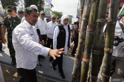 Kementan siap kawal peningkatan rendemen program bongkar ratoon