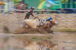 Festival karapan sapi brujul Probolinggo