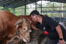 DKP3 Balikpapan pastikan sapi kurban Presiden lolos uji kesehatan