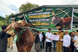 Gubernur Gorontalo serahkan sapi kurban bantuan Presiden di UNG