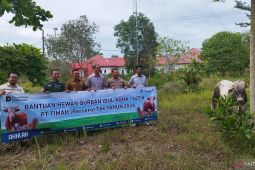 Pemkab Bangka Selatan bersama mitra CSR salurkan 100 hewan kurban