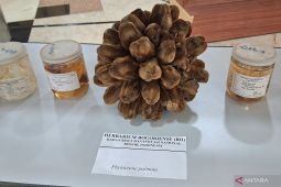 BRIN ungkap penemuan 29 spesies flora baru sepanjang 2025-2026
