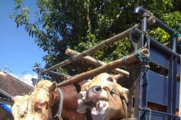 Ponorogo perketat pemeriksaan kesehatan hewan kurban