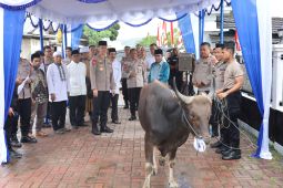 Polda Maluku beri 37 sapi kurban Idul Adha untuk masjid dan ponpes di Ambon dan Leihitu