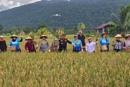 Kotabaru panen padi sawah dukung ketahanan pangan