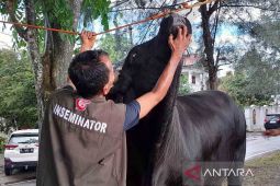 Pemkot Banda Aceh turunkan tim periksa kesehatan hewan kurban