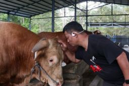 "Bison" kurban pilihan Presiden 100 persen sehat