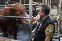Kuningan pastikan sapi Presiden sehat untuk kurban