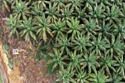 Agrinas Palma ditugasi buka 400 ribu hektare kebun sawit baru