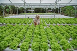 Urban farming di pedesaan Lumajang