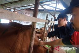 DKPP Belitung ingatkan prinsip ASUH pada penyembelihan hewan kurban