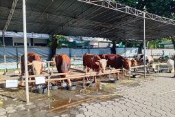 BAZNAS Tangerang: Dana penghimpunan Idul Adha capai Rp1,3 miliar