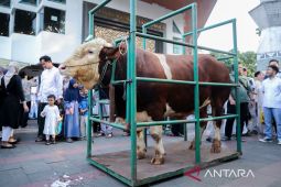 M Farhan serahkan sapi Presiden Prabowo seberat 1,25 ton