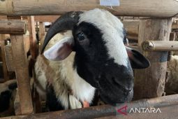 Kabupaten Majalengka catat hewan kurban capai 11.593 ekor