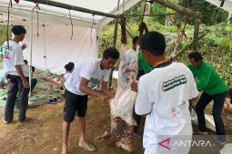 Peternak di Kuningan bantu pasok domba untuk program kurban BAZNAS