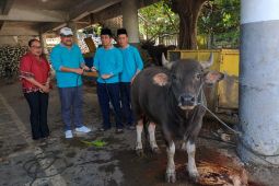 Kejati Papua salurkan 11 hewan kurban pada Idul Adha 1447 H