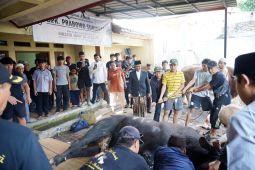 Sapi bantuan Presiden didistribusikan ke warga Tangerang
