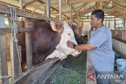 Kisah sukses Pedagang sapi Aceh Besar pasok 100 ekor sapi kurban