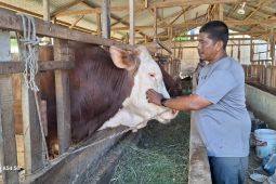 Pedagang sapi di Aceh Besar sukses pasok 100 ekor sapi kurban