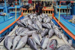 Musim timur tiba! Nelayan sendang biru Malang mulai panen raya tuna, segini harga per kilogramnya