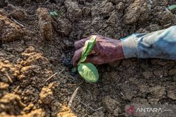 Kerugian akibat perubahan iklim diperkirakan tembus Rp2.005 triliun