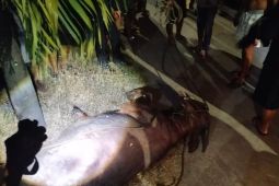 Polisi lumpuhkan dua kerbau yang lepas saat hendak disembelih