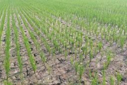 Areal persawahan di Lebak mulai alami kekeringan