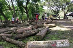Kejaksaan selidiki dugaan korupsi pengangkutan kayu di KPH Ngawi