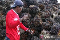 Disbun Kaltim jaga  kestabilan harga TBS terkait kebijakan ekspor baru