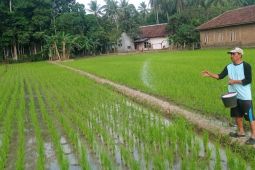 Persediaan pupuk bersubsidi di Lebak cukup sampai Desember 2026