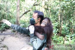 Kaltim selamatkan satwa endemik dari ancaman industri