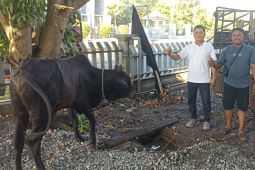 BNCT dan Bea Cukai Belawan kolaborasi salurkan hewan kurban untuk masyarakat
