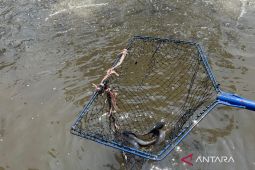 Diskanak Kuningan gencarkan budidaya ikan sistem bioflok pada tingkat desa