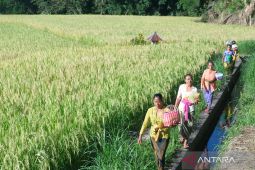 Petani di Jatiluwih gelar Ngusaba Alit jelang panen