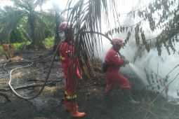 BPBD: 11 daerah di Riau sudah tetapkan status siaga darurat karhutla