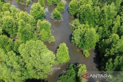 ULM temukan 14 spesies mangrove di kawasan PBPH Kotabaru
