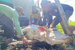 Kemenag: Kurban Idul Adha 1447 H tembus dua juta ekor di Indonesia
