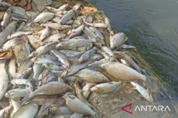Warga diimbau tidak konsumsi ikan mati massal di irigasi Karawang
