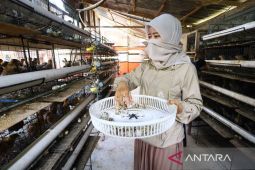 FOTO - Pemberdayaan perempuan lewat budidaya puyuh petelur