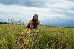 Realisasi serapan gabah Bulog Jatim capai 787.800 ton