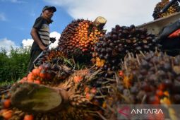Indonesia introduces new palm oil export rules ahead of 2027 shift