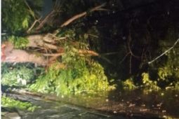 Perlu peremajaan pohon di jalan lintas Medan - Stabat